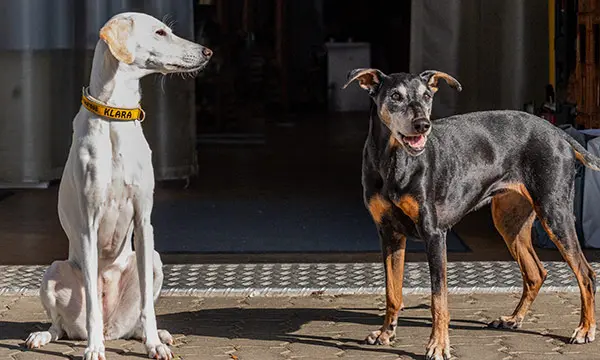 Die Bürohunde der Roth Kältetechnik